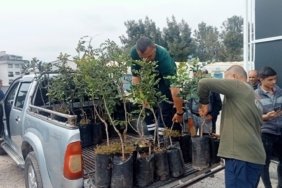 alanyada-keciboynuzu-hamlesi-5-bin-asili-fidan-ureticilere-dagitildi