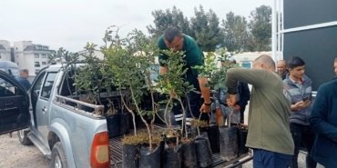 alanyada-keciboynuzu-hamlesi-5-bin-asili-fidan-ureticilere-dagitildi