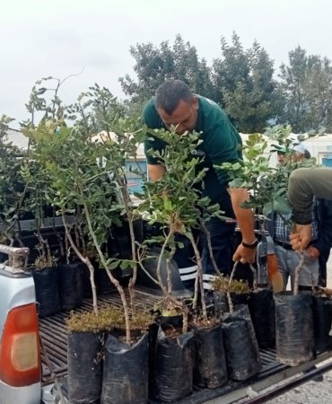 alanyada-keciboynuzu-hamlesi-5-bin-asili-fidan-ureticilere-dagitildi